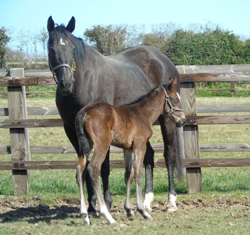 2018 filly by Lope De Vega